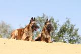 MALINOIS 195